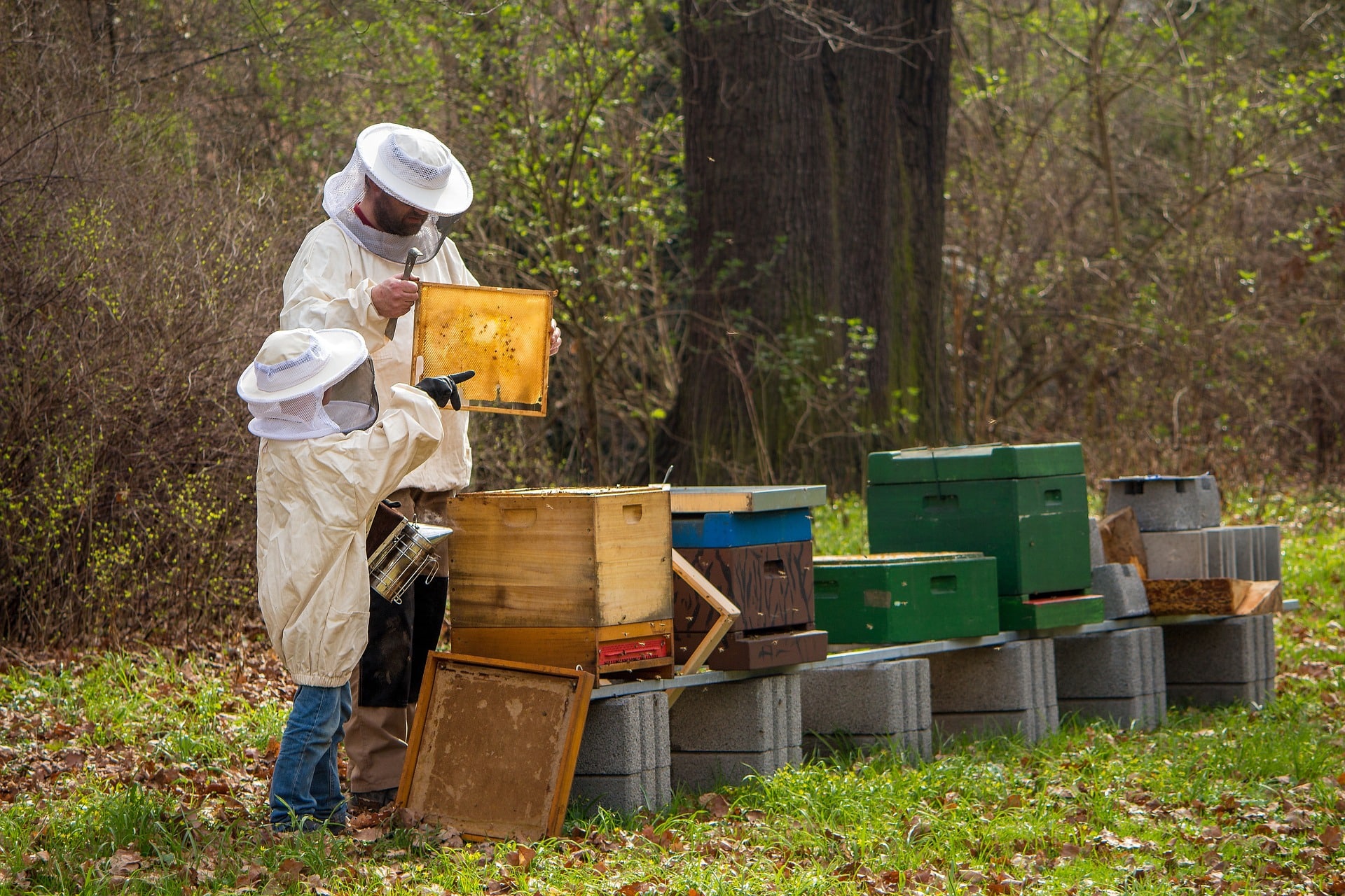 Bio Bienenhonig aus der Steiermark Österreich naturbelassen rein BIO