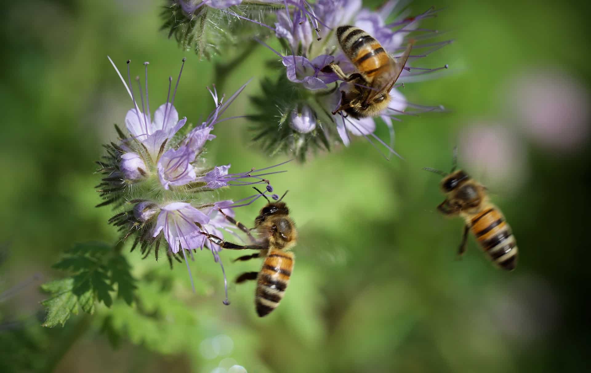 Österreichischer Bio Bienenhonig Steiermark naturbelassen